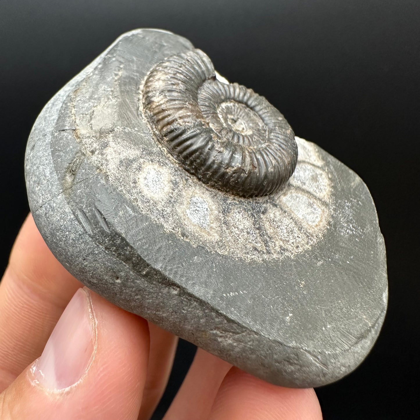 Dactylioceras Ammonite Fossil Gift Set - Whitby, North Yorkshire Jurassic Coast Yorkshire Fossils