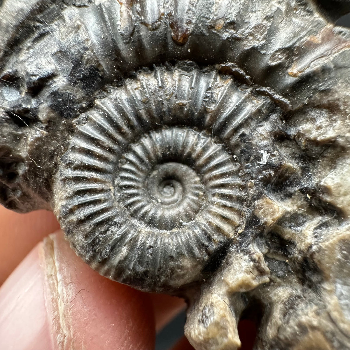 Hydra Snakestone Ammonite Fossil With Bag/Box And Stand - Whitby, North Yorkshire Jurassic Coast Yorkshire Fossils
