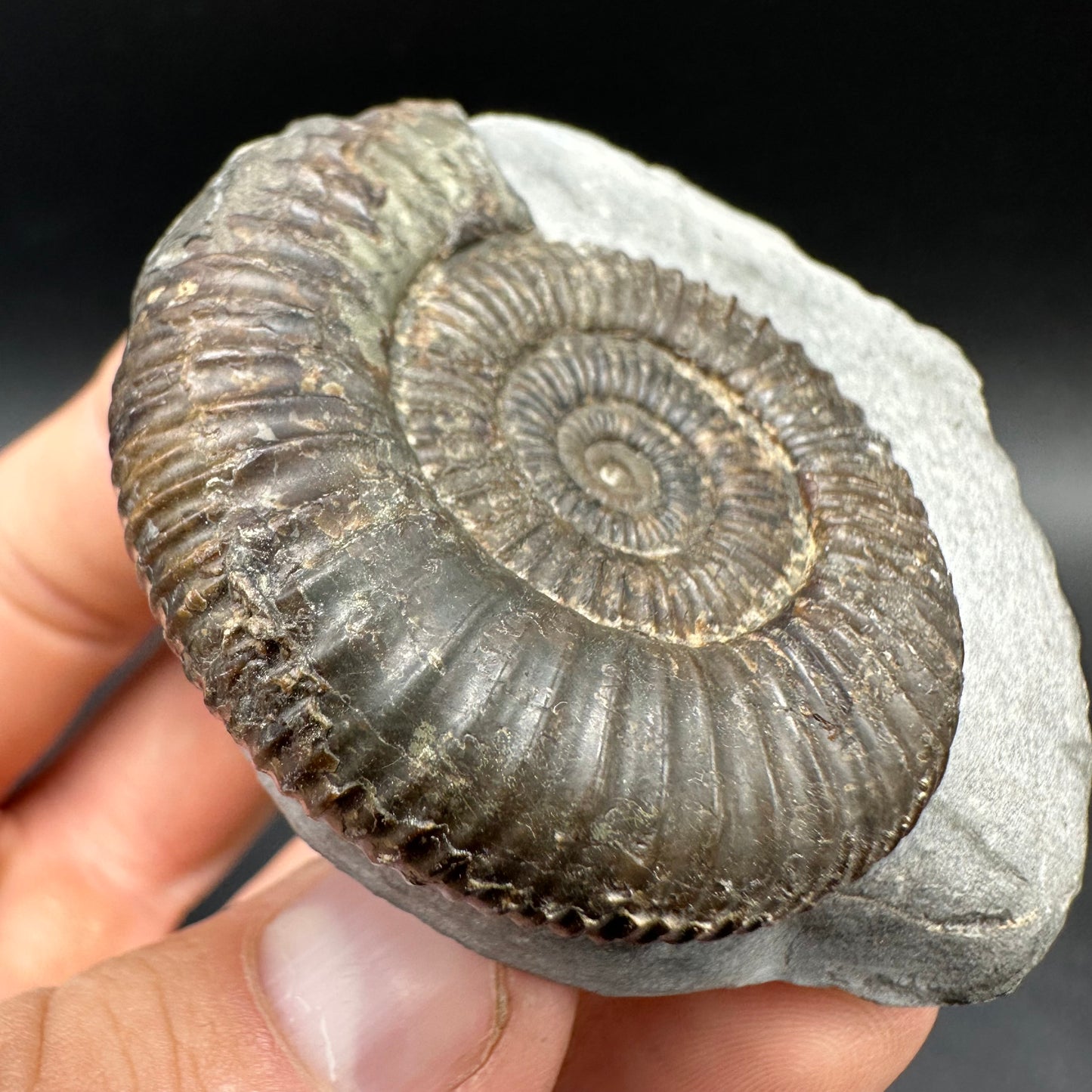 Dactylioceras Ammonite Fossil With box and Stand - Whitby, North Yorkshire Jurassic Coast Yorkshire Fossils