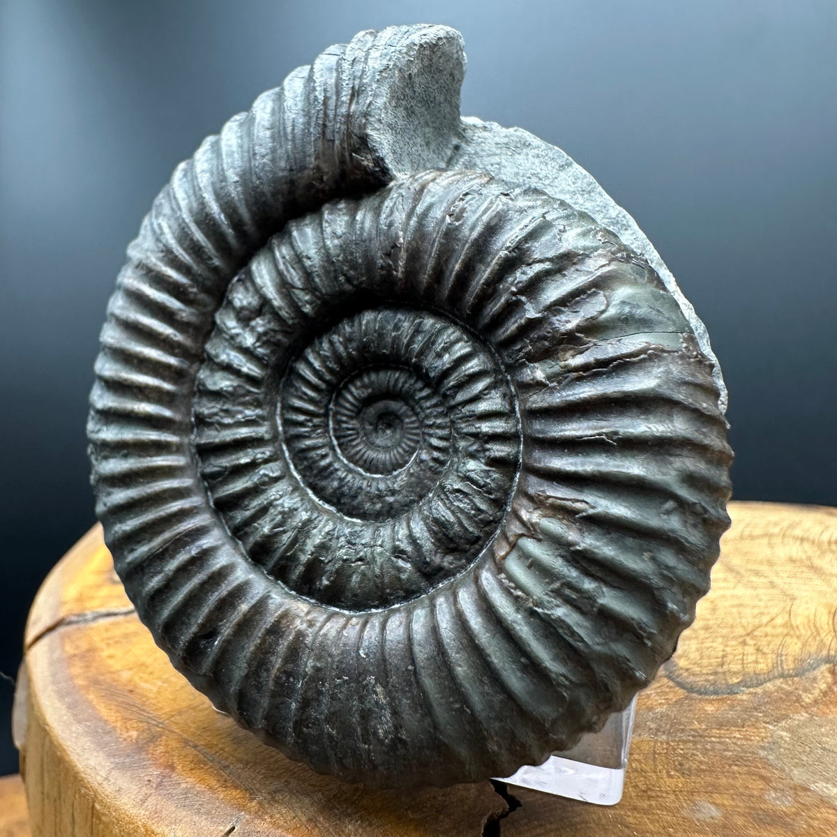 Dactylioceras Ammonite Fossil With box and Stand - Whitby, North Yorkshire Jurassic Coast Yorkshire Fossils