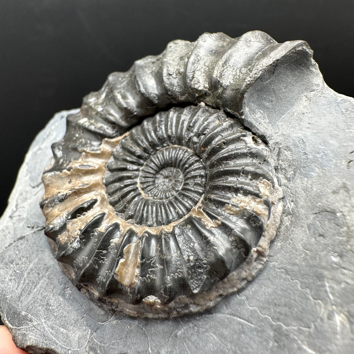Pleuroceras hawskerense / Amauroceras Ammonite fossil with box and stand - Whitby, North Yorkshire Jurassic Coast, Yorkshire fossils