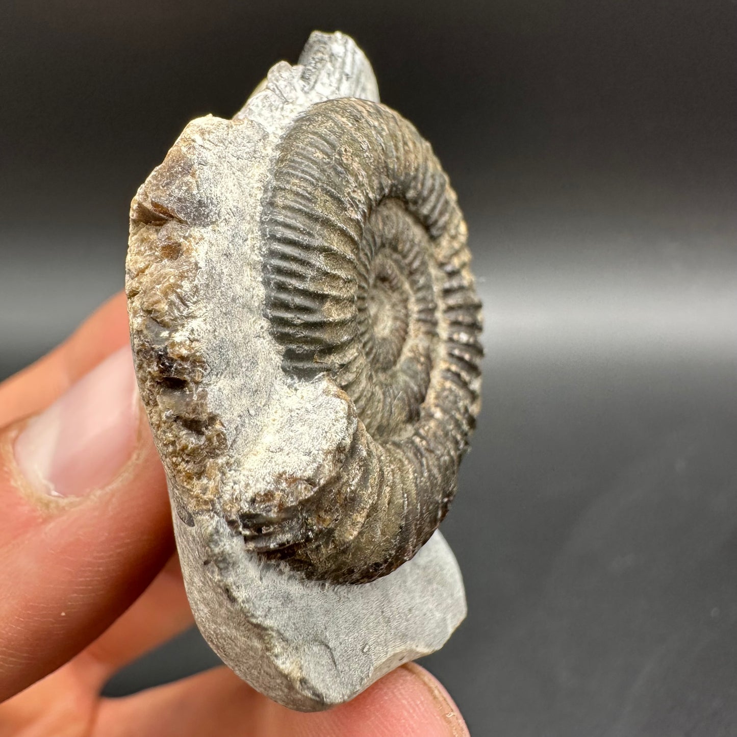 Dactylioceras Ammonite Fossil With Box And Stand - Whitby, North Yorkshire Jurassic Coast Yorkshire Fossils