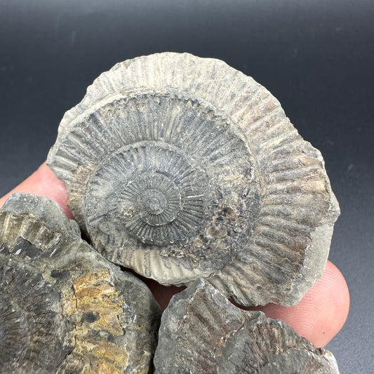 Dactylioceras imprint (negative) bundle ammonite shell fossil with box - Whitby, North Yorkshire, Yorkshire Fossils