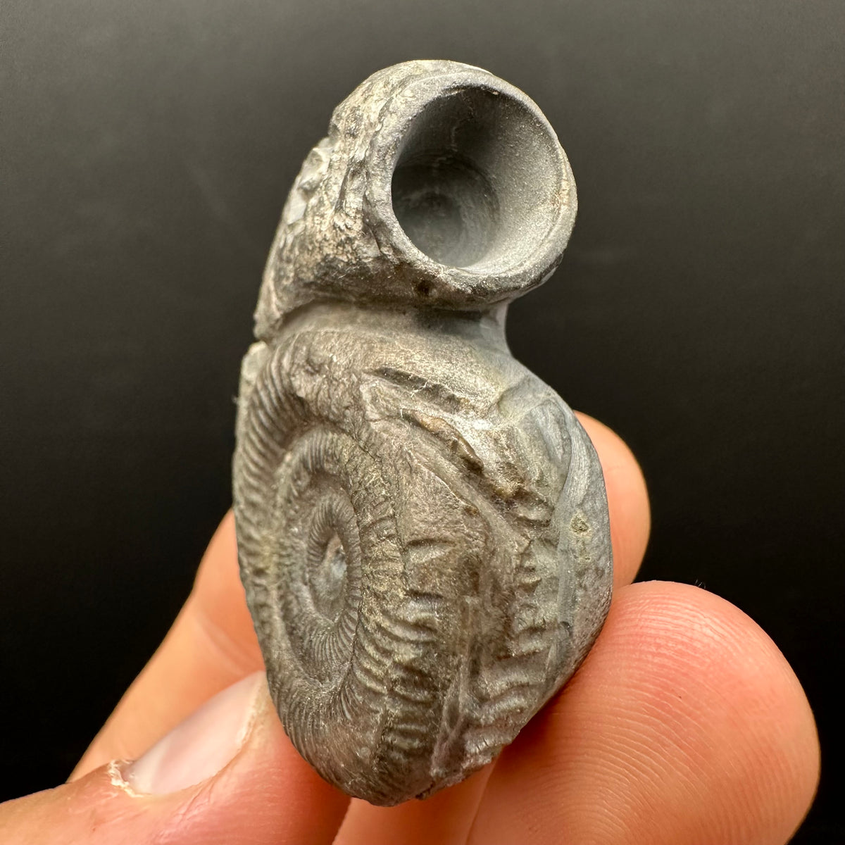Snakestone Ammonite Fossil With Bag/Box And Stand - Whitby, North Yorkshire Jurassic Coast Yorkshire Fossils