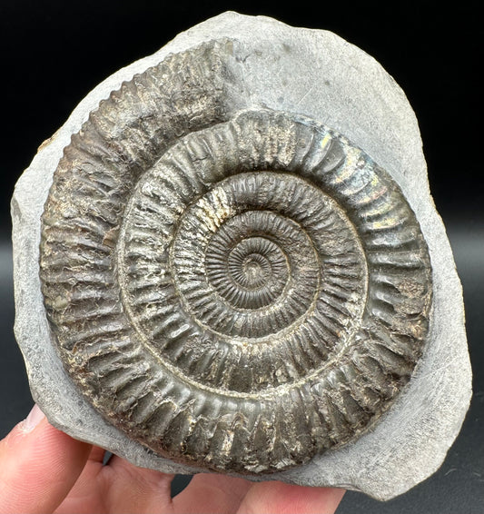 Iridescent Dactylioceras Ammonite Fossil With Box And Stand - Whitby, North Yorkshire Jurassic Coast Yorkshire Fossils