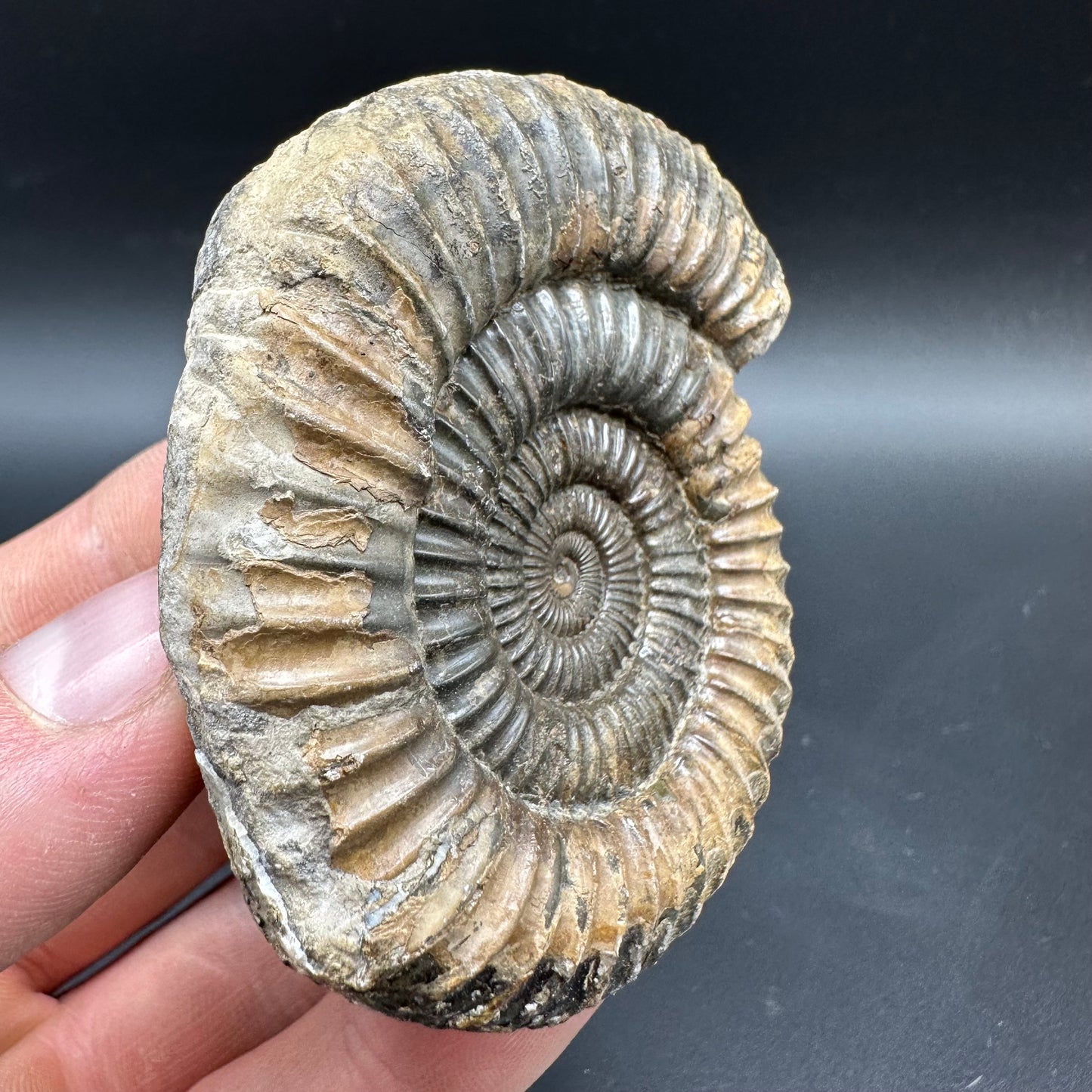 Dactylioceras Ammonite Fossil With box and Stand - Whitby, North Yorkshire Jurassic Coast Yorkshire Fossils
