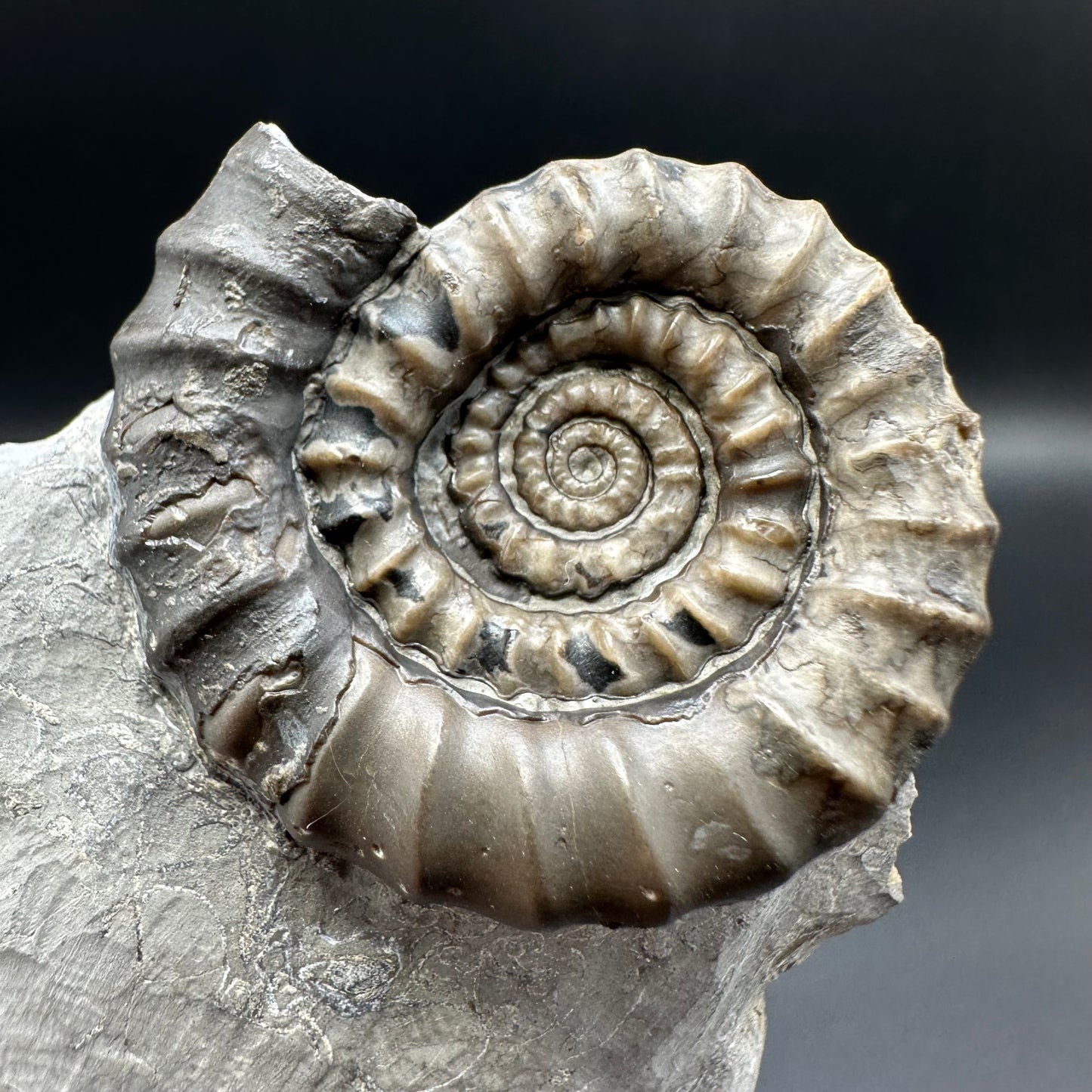 Gagaticeras ammonite fossil with gift box and stand- Whitby, North Yorkshire Jurassic Coast Yorkshire Fossils