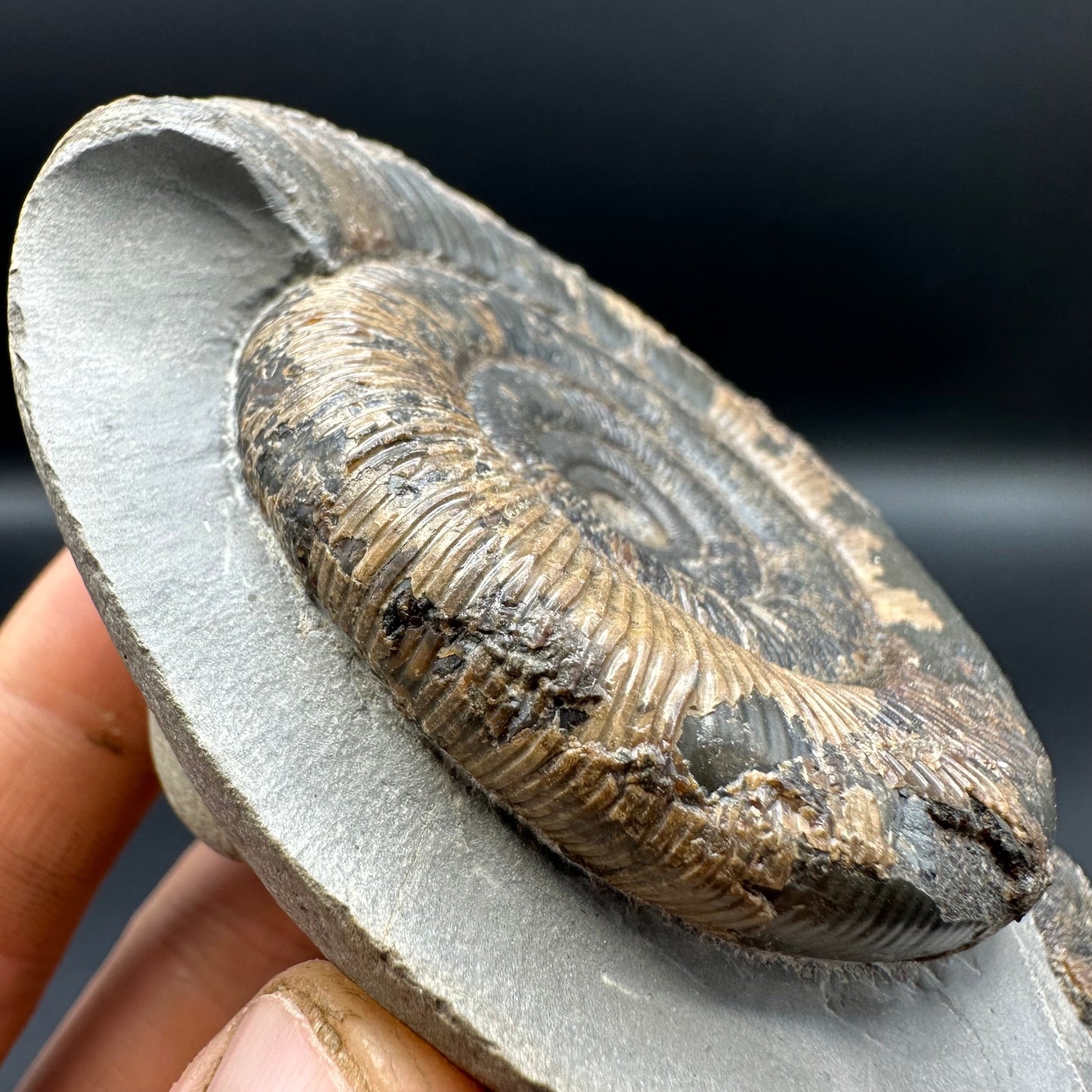 Dactylioceras tenuicostatum ammonite fossil with box and stand - Whitby, North Yorkshire Jurassic Coast