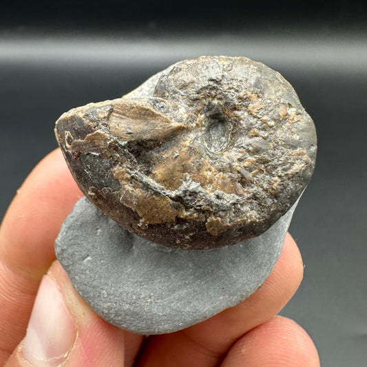 Frechiella ammonite fossil with box and stand - Whitby, North Yorkshire Jurassic Coast Yorkshire Fossil