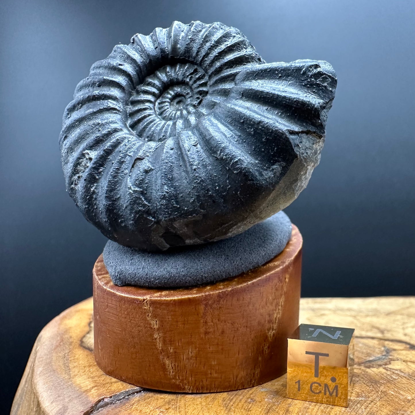 Asteroceras Ammonite fossil with box and stand - Whitby, North Yorkshire Jurassic Coast Yorkshire Fossils
