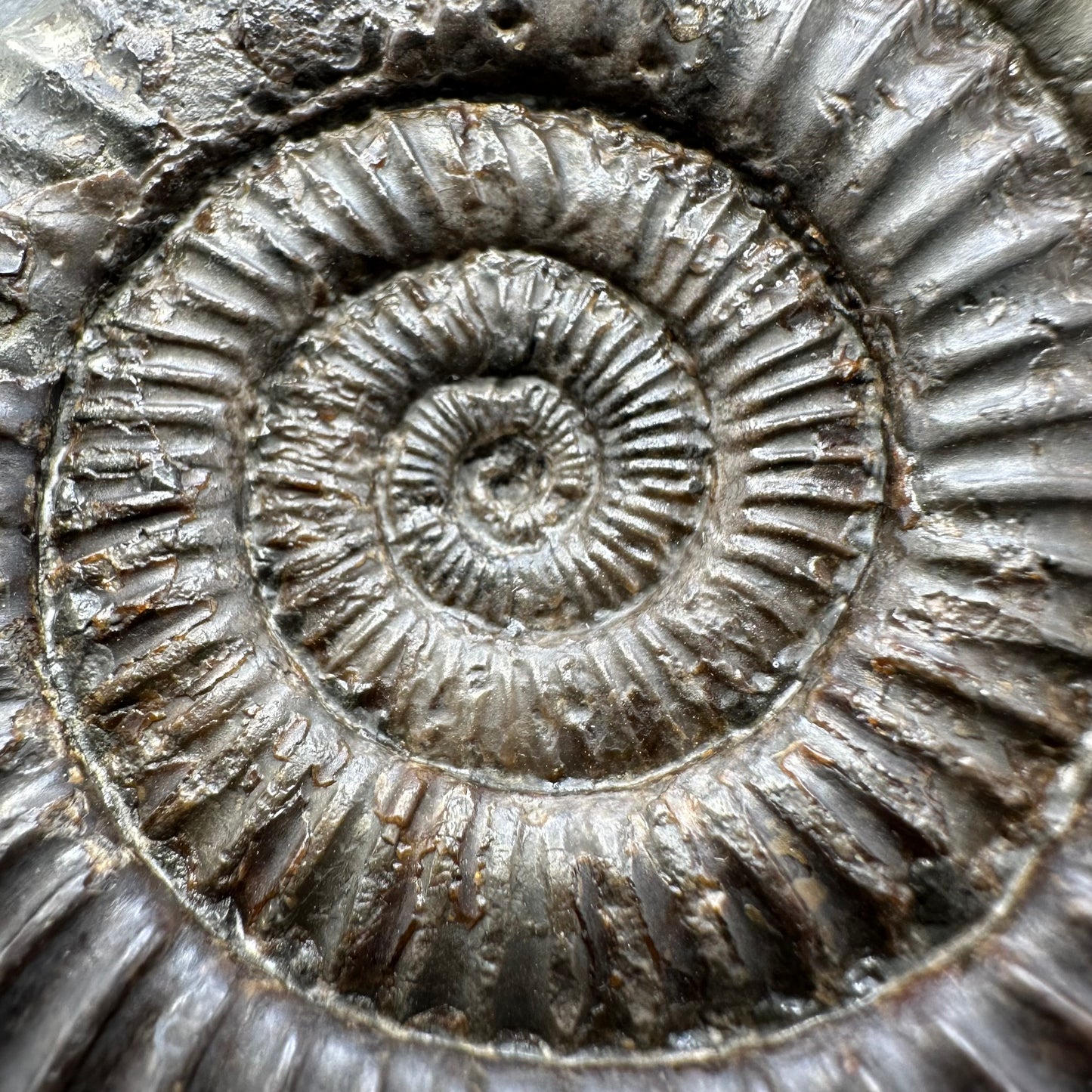 Dactylioceras Ammonite Fossil With Box And Stand - Whitby, North Yorkshire Jurassic Coast Yorkshire Fossils