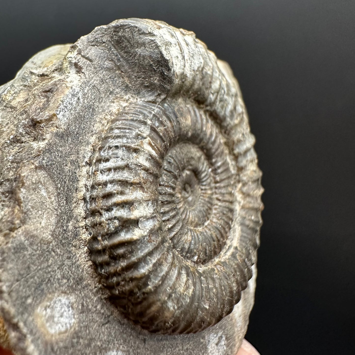 Dactylioceras Ammonite Fossil Gift Set - Whitby, North Yorkshire Jurassic Coast Yorkshire Fossils