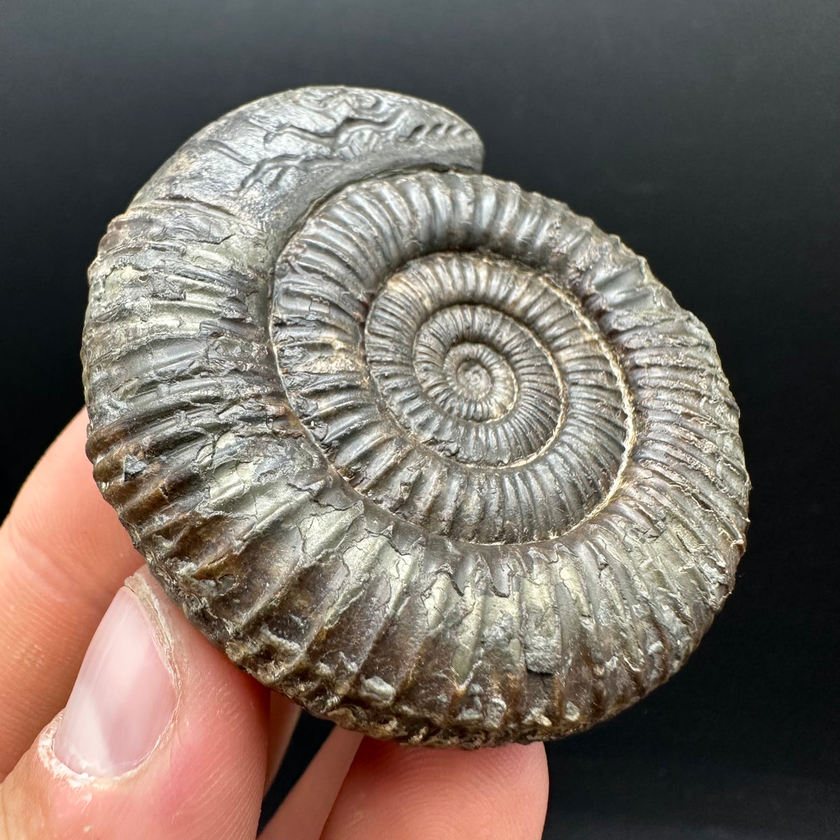 Snakestone Ammonite Fossil With Bag/Box And Stand - Whitby, North Yorkshire Jurassic Coast Yorkshire Fossils