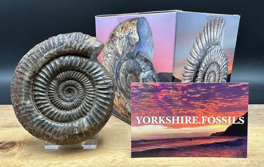 Dactylioceras Ammonite Fossil With box and Stand - Whitby, North Yorkshire Jurassic Coast Yorkshire Fossils