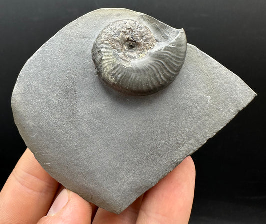 Eleganticeras Elegantulum ammonite fossil with box and stand - Whitby, North Yorkshire Jurassic Coast, Yorkshire Fossils