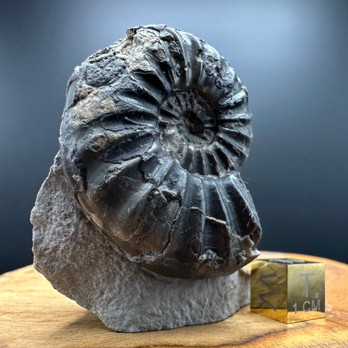 Asteroceras Ammonite fossil with box and stand - Whitby, North Yorkshire Jurassic Coast Yorkshire Fossils