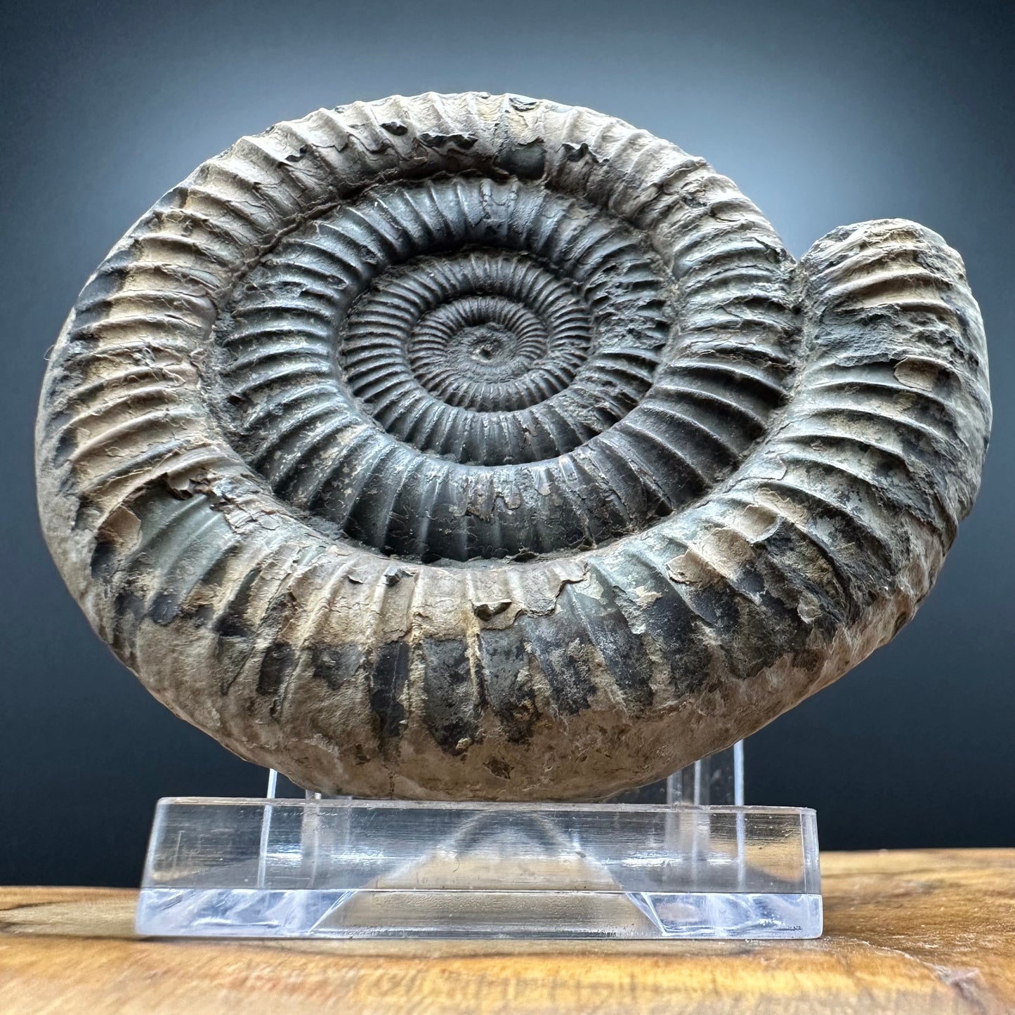 Dactylioceras Ammonite Fossil With box and Stand - Whitby, North Yorkshire Jurassic Coast Yorkshire Fossils