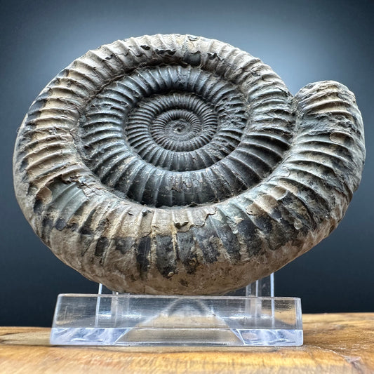 Dactylioceras Ammonite Fossil With box and Stand - Whitby, North Yorkshire Jurassic Coast Yorkshire Fossils