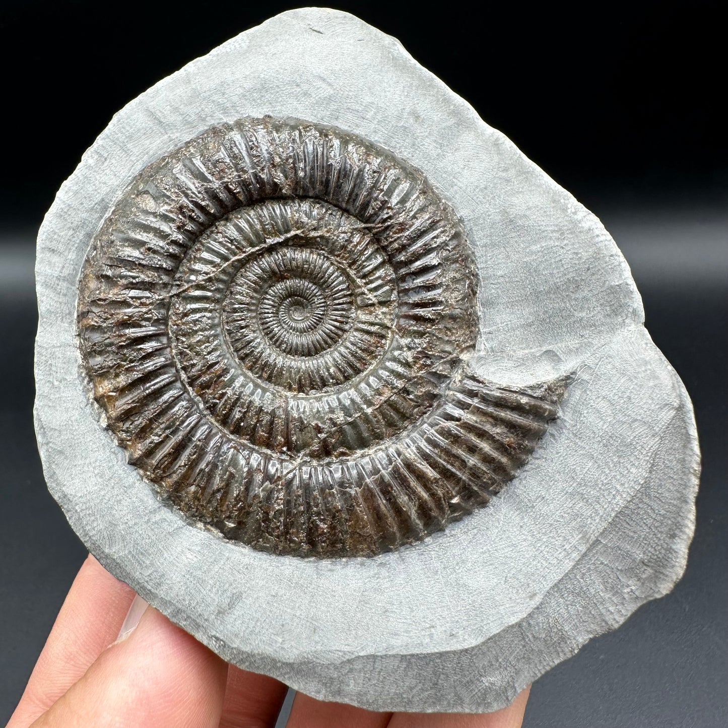 Dactylioceras Ammonite Fossil With Box And Stand - Whitby, North Yorkshire Jurassic Coast Yorkshire Fossils