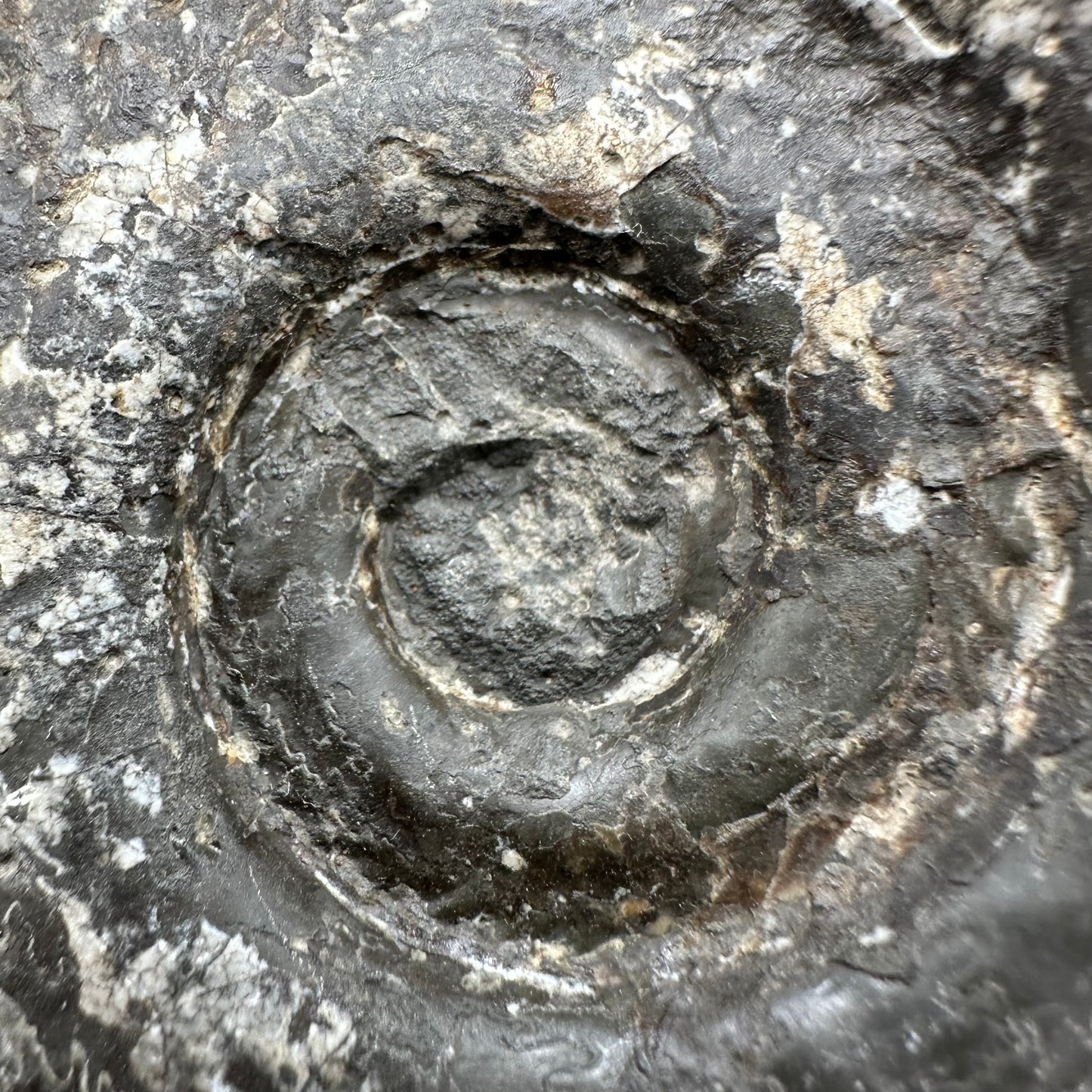 Hildoceras Bifrons Ammonite fossil with box and stand - Whitby, North Yorkshire Jurassic Coast, Yorkshire Fossils from the Jurassic Coast