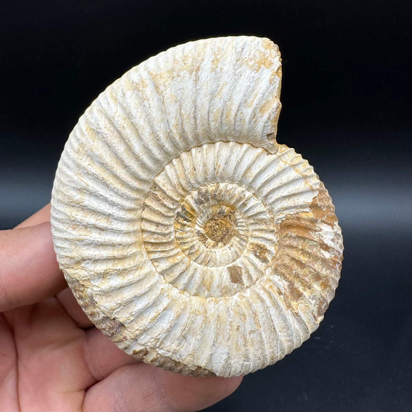 Dichotomosphinctes Ammonite Fossil With Box And Stand - Middle Jurassic Ammonite Madagascar