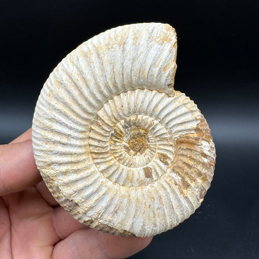 Dichotomosphinctes Ammonite Fossil With Box And Stand - Middle Jurassic Ammonite Madagascar