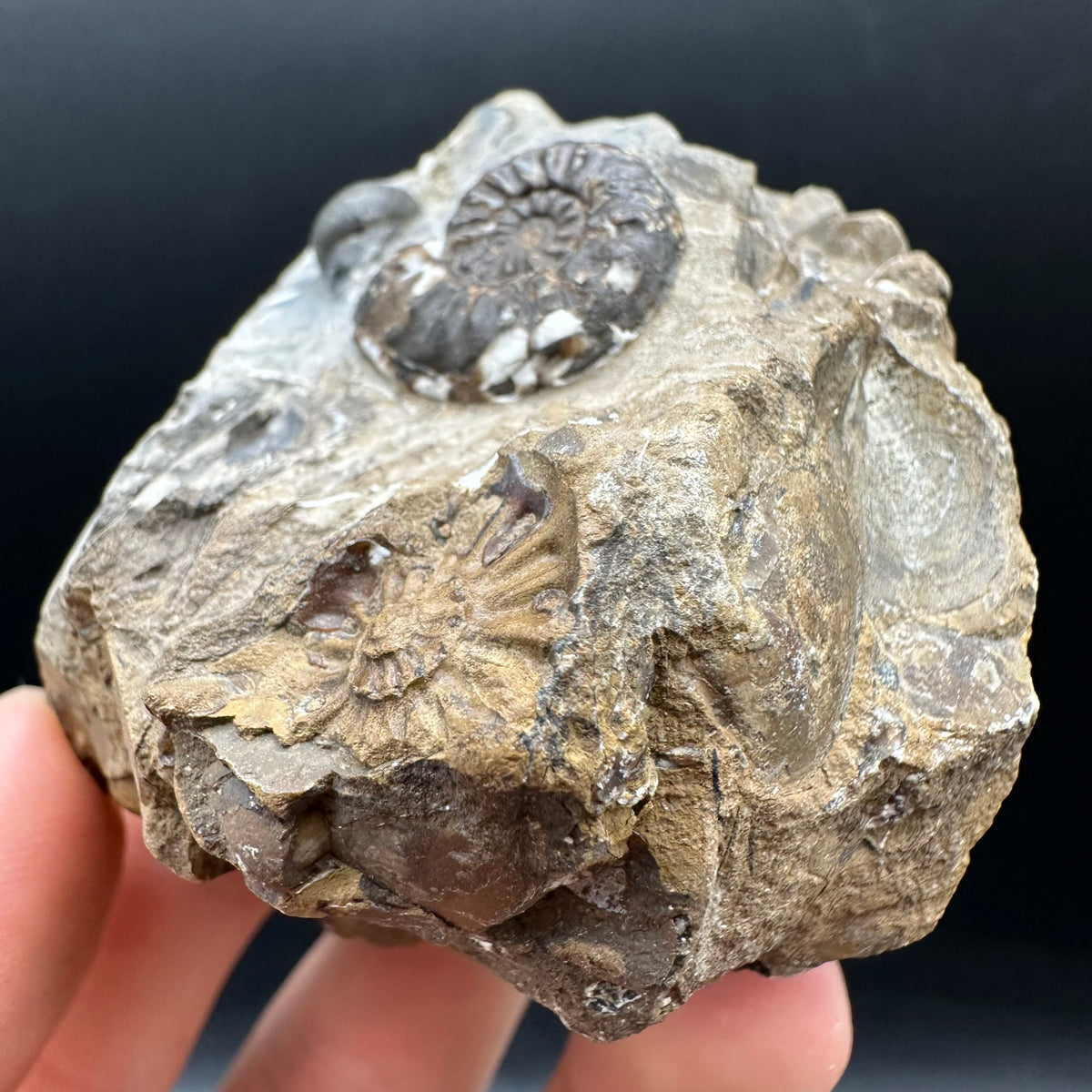 Amaltheus subnodosus Ammonite fossil with stand - Whitby, North Yorkshire Jurassic Coast Yorkshire Fossils