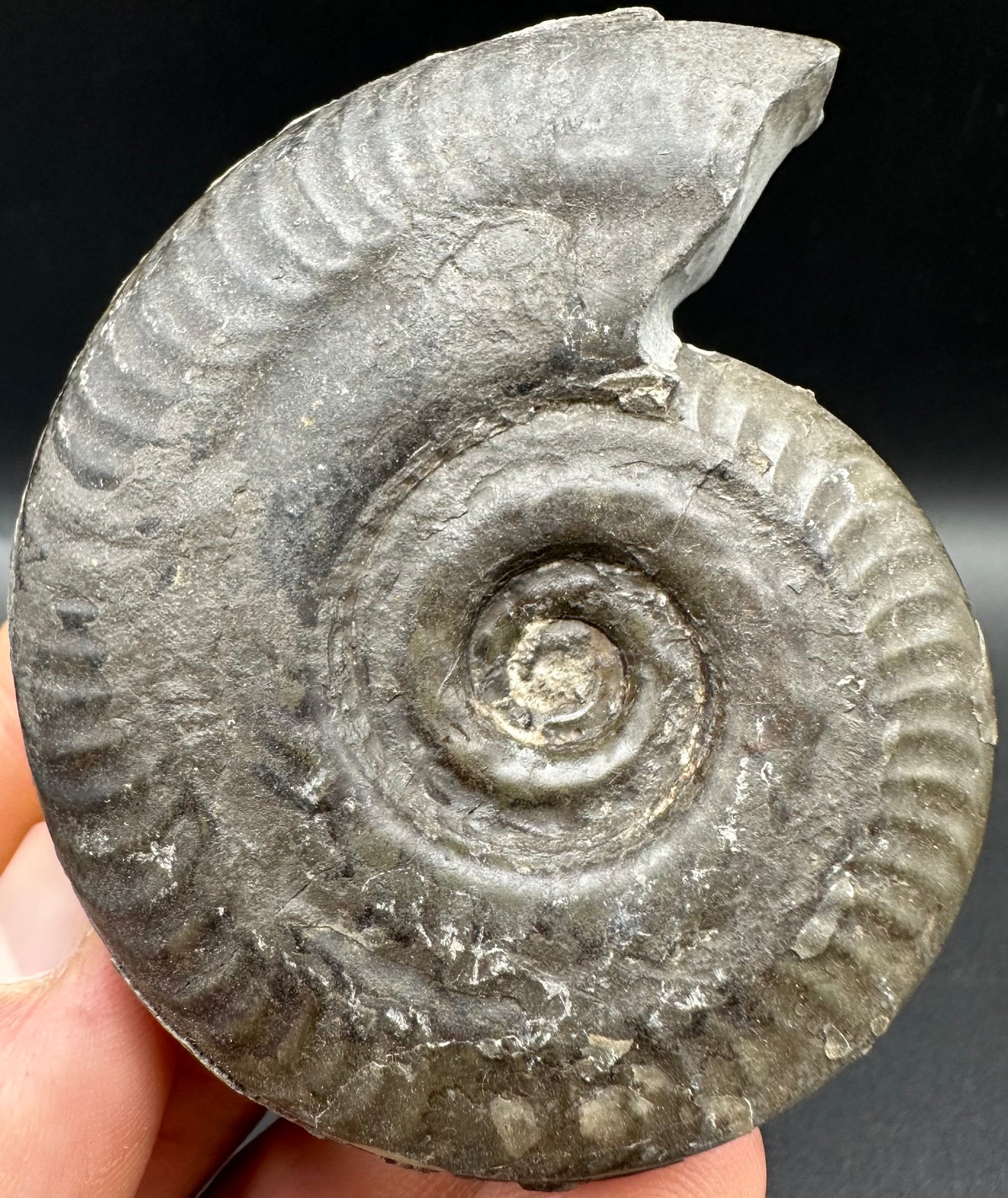 Hildoceras semipolitum Ammonite fossil with box and stand - Whitby, North Yorkshire Jurassic Coast, Yorkshire Fossils from the Jurassic Coast