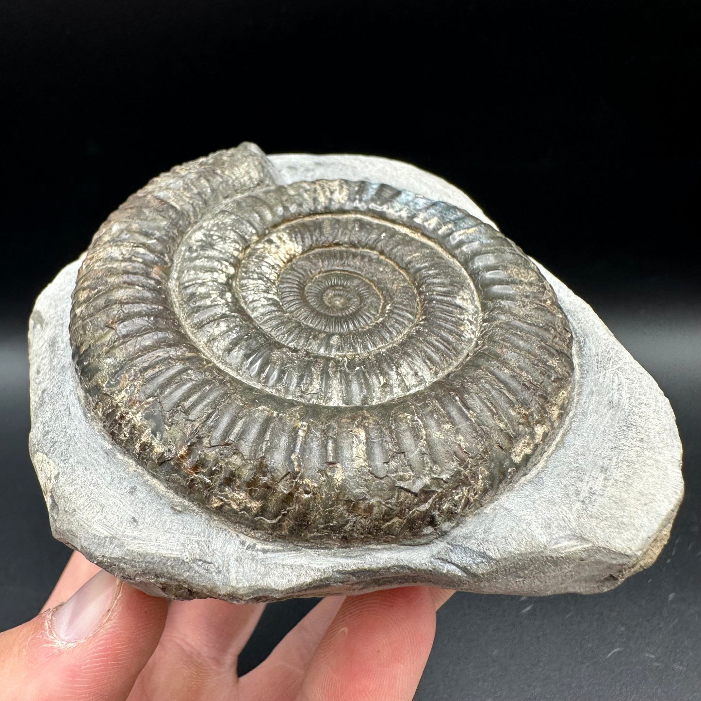 Iridescent Dactylioceras Ammonite Fossil With Box And Stand - Whitby, North Yorkshire Jurassic Coast Yorkshire Fossils