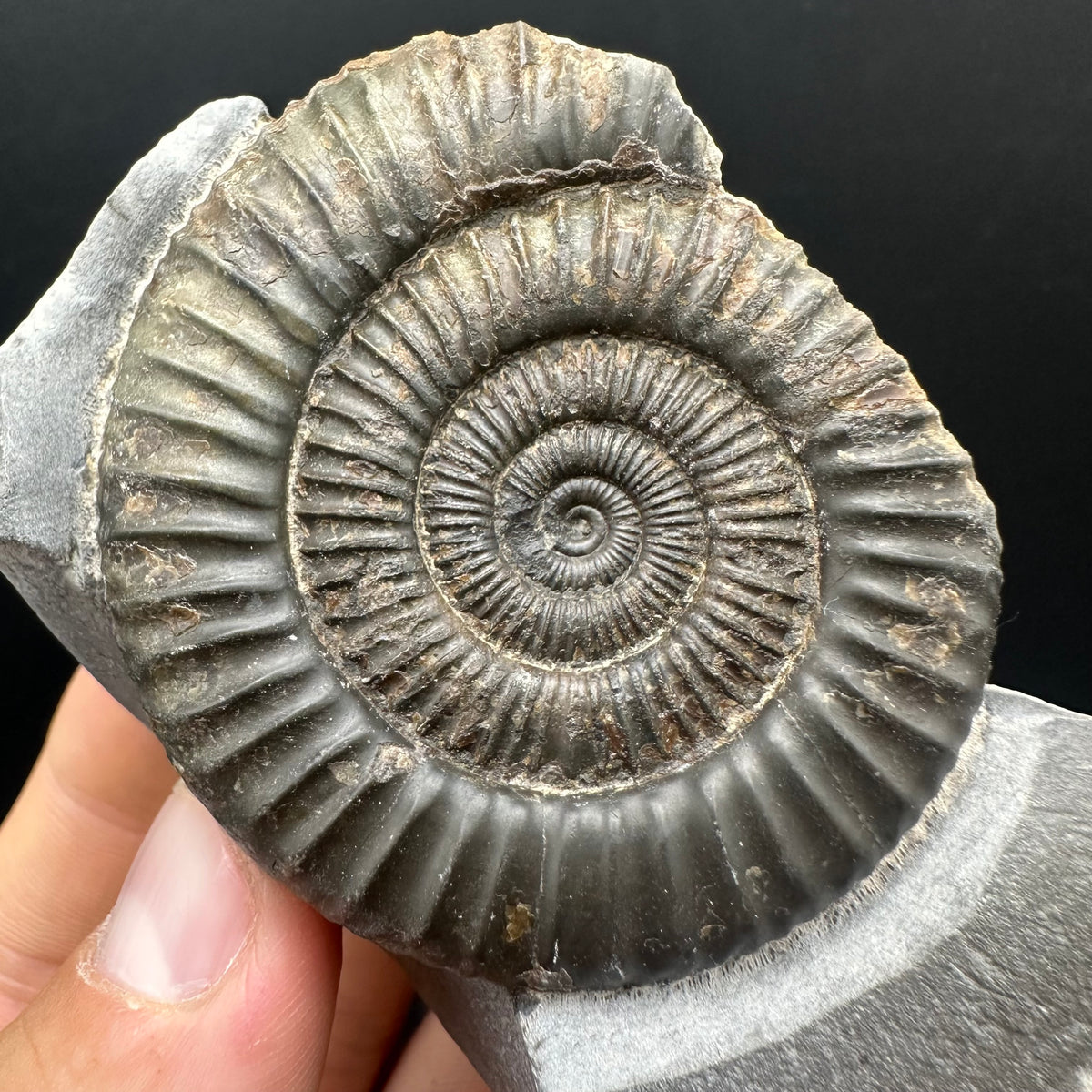 Dactylioceras Ammonite nodule (split pair) Fossil With Box And Stand - Whitby, North Yorkshire Jurassic Coast Yorkshire Fossils