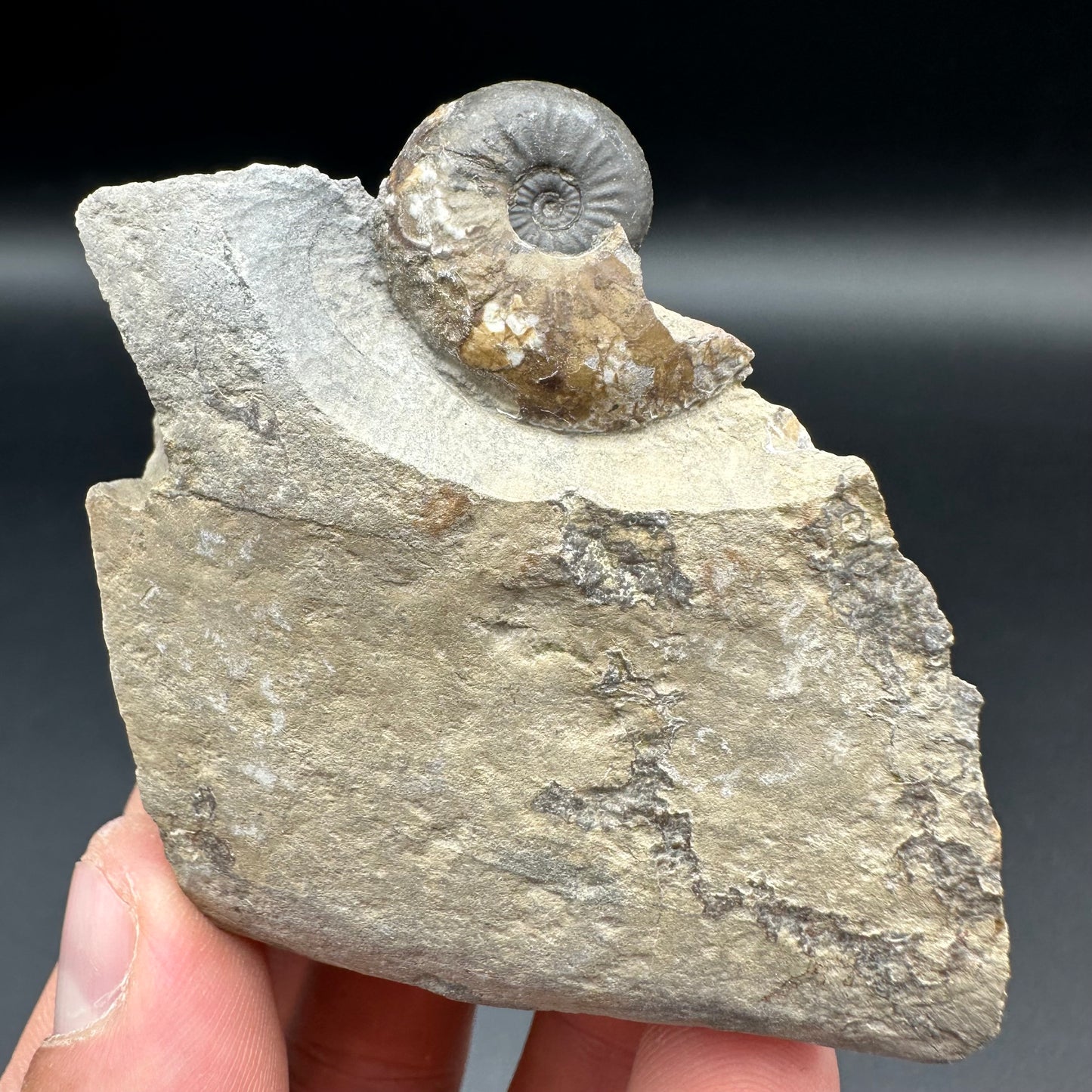 Amaltheus striatus ammonite fossil with box and stand - Whitby, North Yorkshire Jurassic Coast Yorkshire Fossils