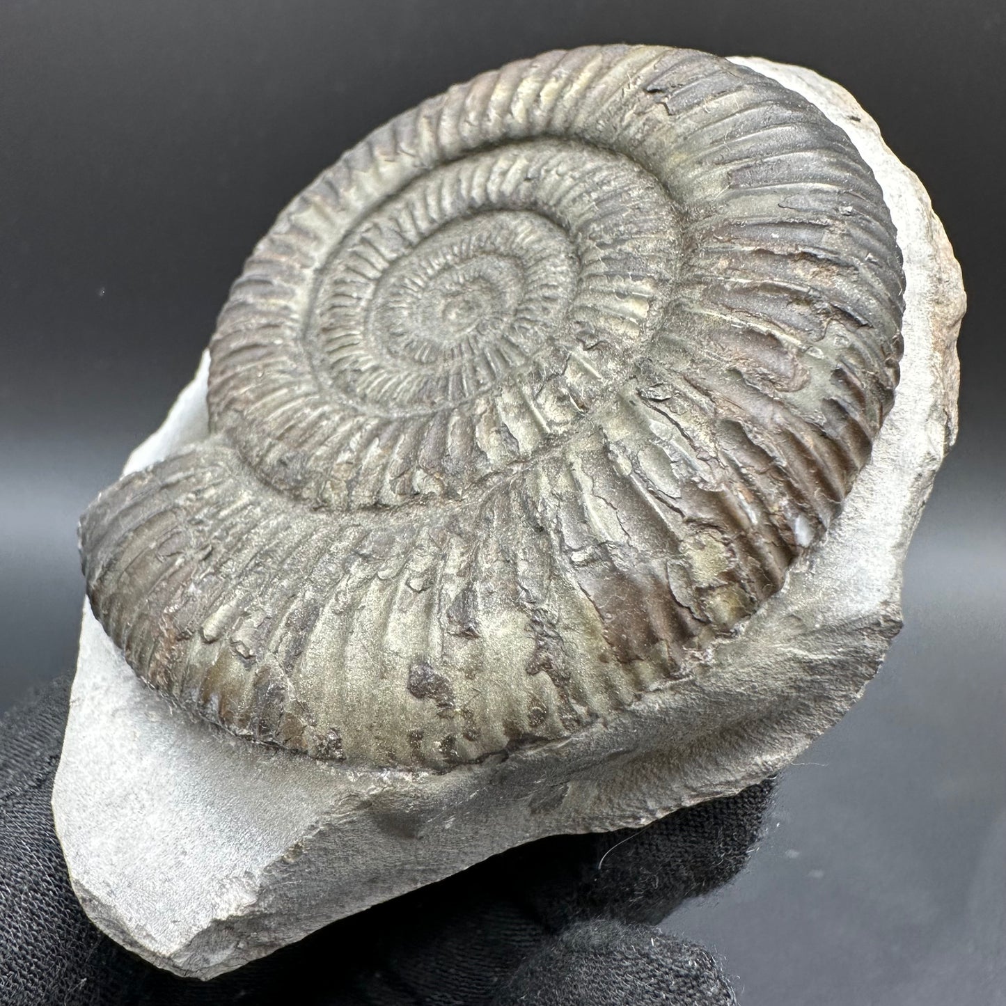 Dactylioceras Ammonite Fossil With Box And Stand - Whitby, North Yorkshire Jurassic Coast Yorkshire Fossils