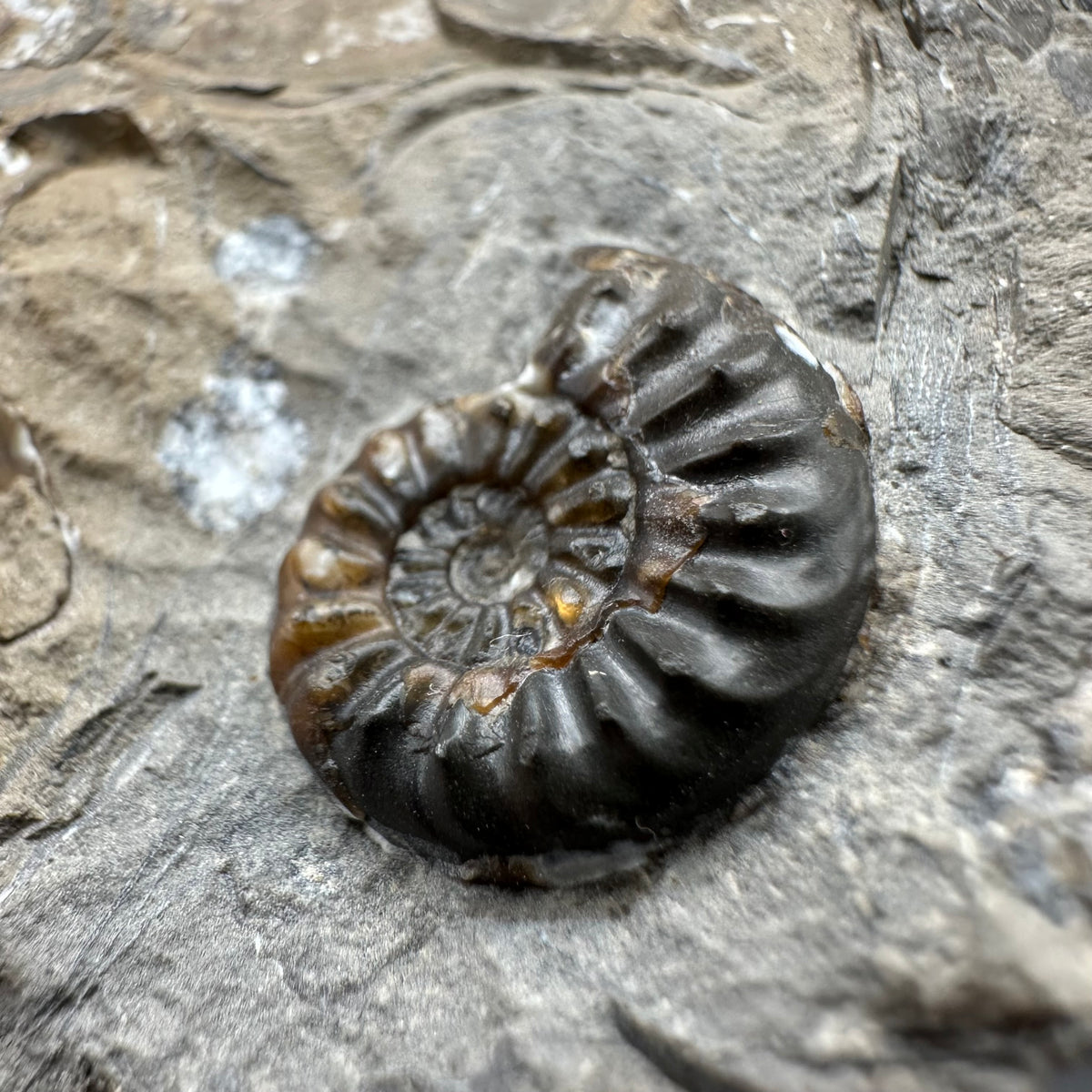 Amaltheus subnodosus Ammonite fossil with stand - Whitby, North Yorkshire Jurassic Coast Yorkshire Fossils