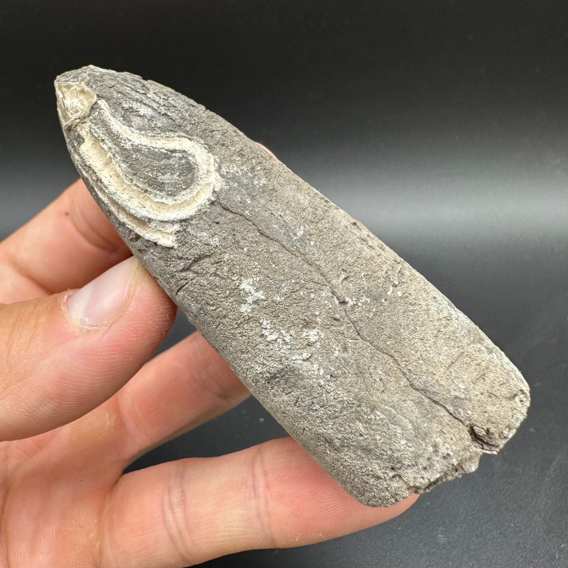 Belemnite (Fossil Squid) shell fossil - Whitby, North Yorkshire Jurass ...