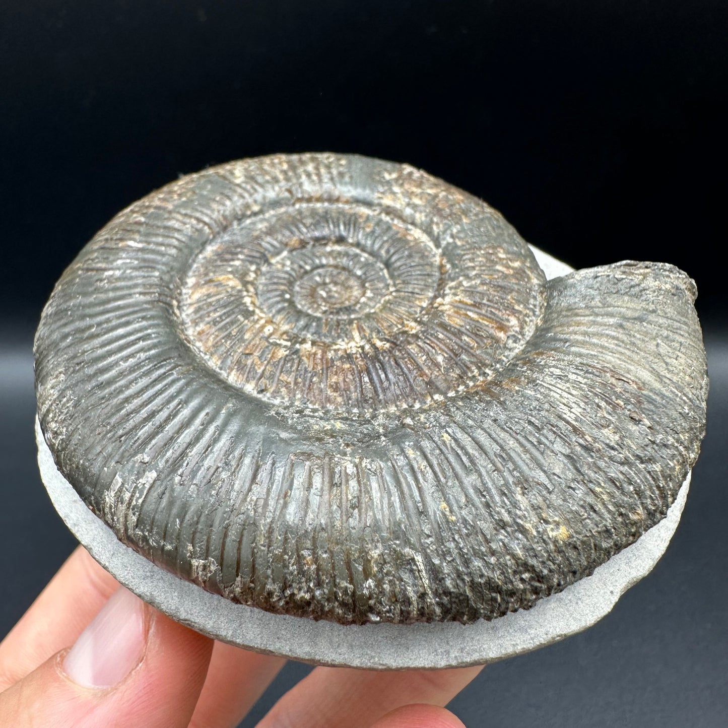 Dactylioceras semicelatum Ammonite fossil with box and stand - Whitby, North Yorkshire Jurassic Coast Yorkshire Fossils