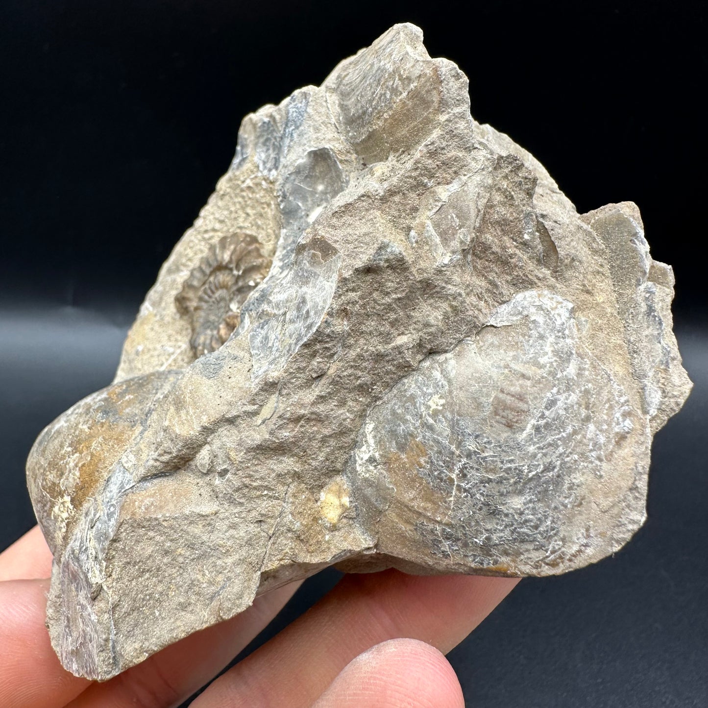 Androgynoceras capricornus Ammonite fossil with box and stand - Whitby, North Yorkshire Jurassic Coast Yorkshire Fossils