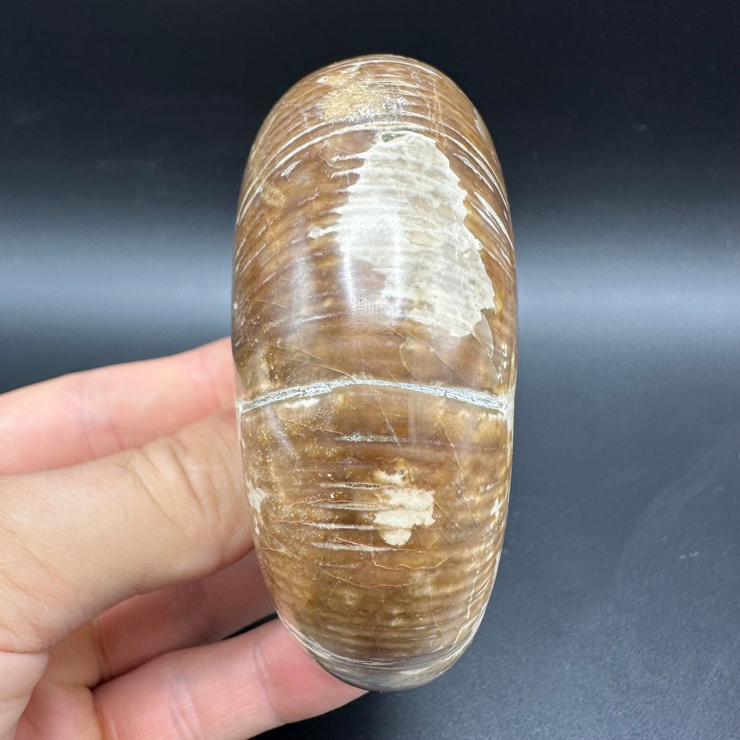 Puzosia Ammonite Fossil With Box And Stand - Cretaceous Ammonite Madagascar