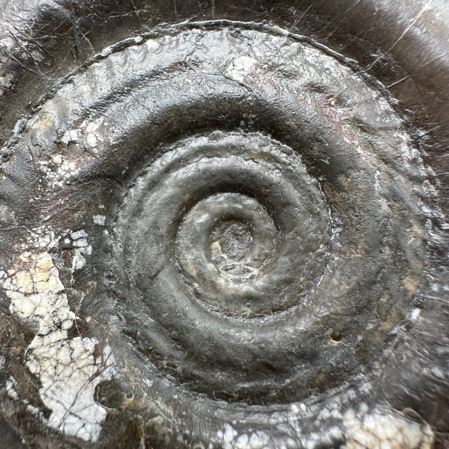 Hildoceras Bifrons Ammonite fossil with box and stand - Whitby, North Yorkshire Jurassic Coast, Yorkshire Fossils from the Jurassic Coast