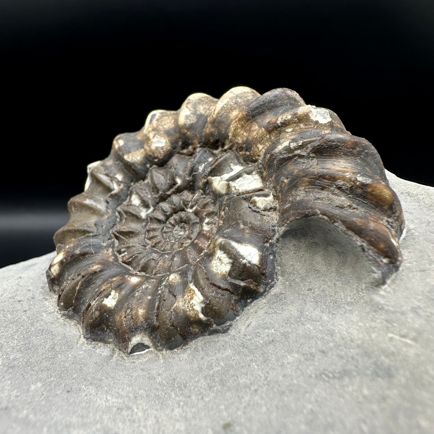 Androgynoceras maculatum ammonite fossil - Whitby, North Yorkshire Jurassic Coast Yorkshire Fossils