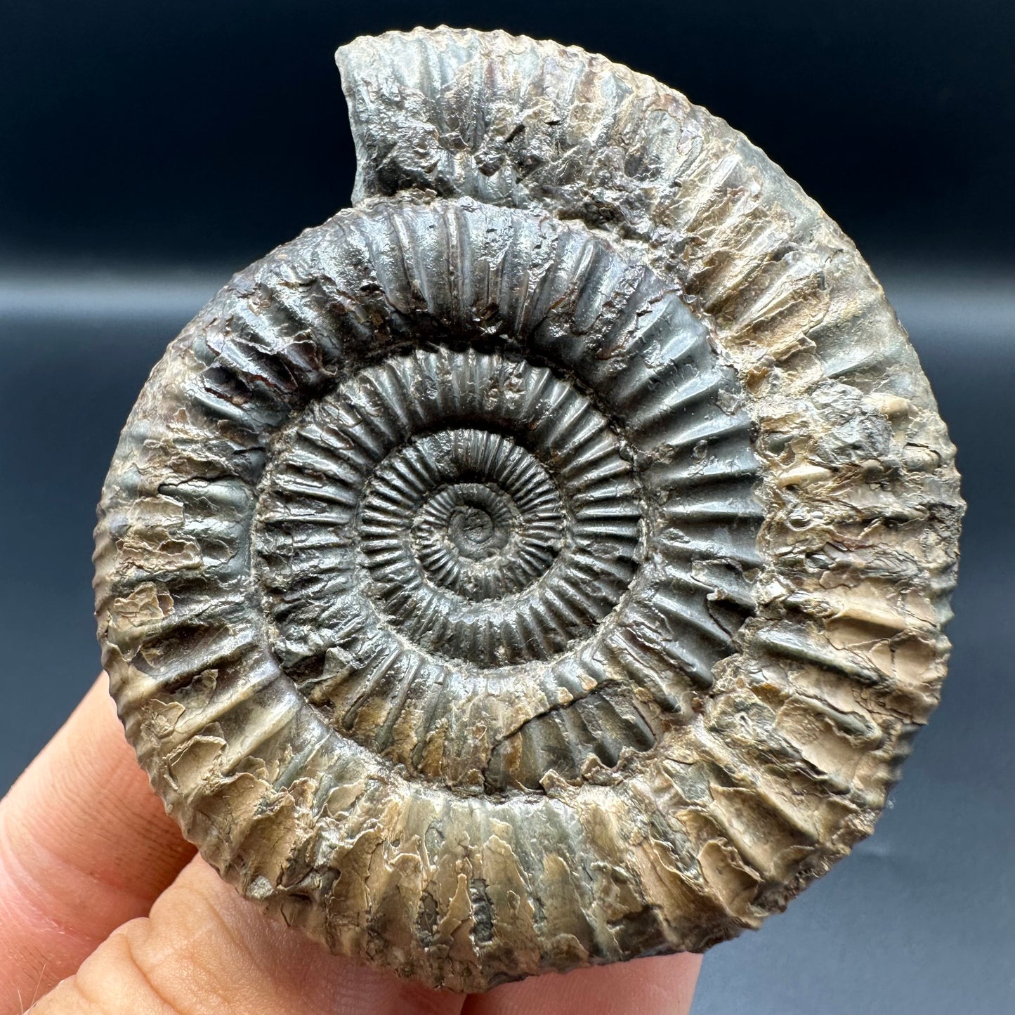 Dactylioceras Ammonite Fossil With Box And Stand - Whitby, North Yorkshire Jurassic Coast Yorkshire Fossils