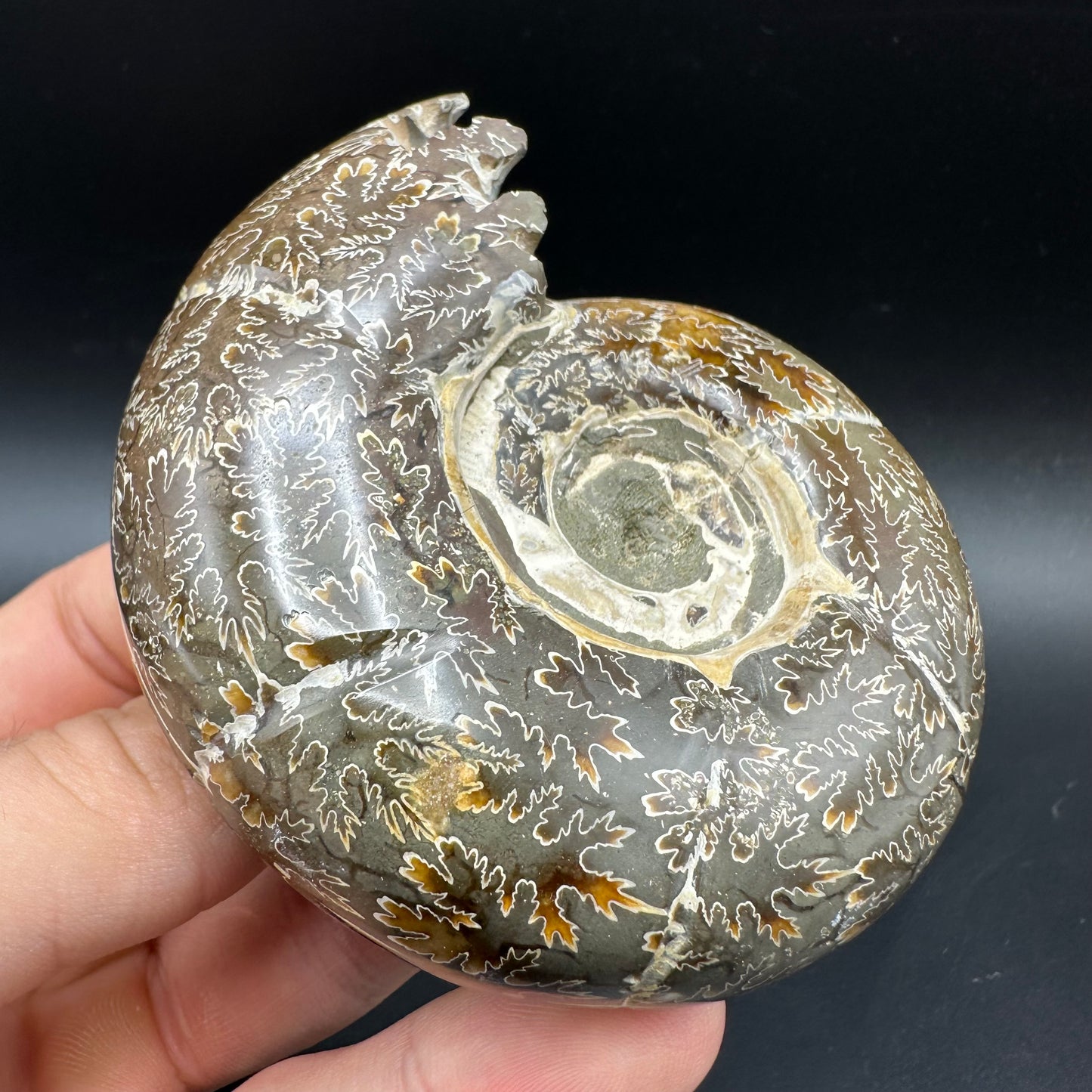 Puzosia Ammonite Fossil With Box And Stand - Cretaceous Ammonite Madagascar