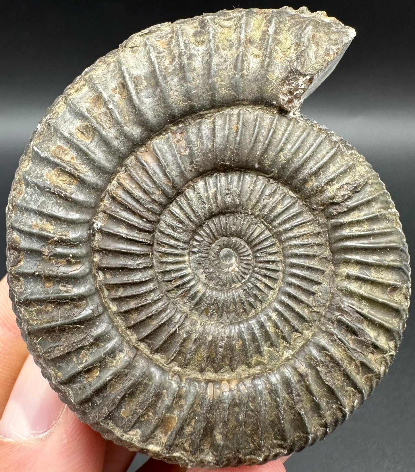 Dactylioceras Ammonite Fossil With Box And Stand - Whitby, North Yorkshire Jurassic Coast Yorkshire Fossils