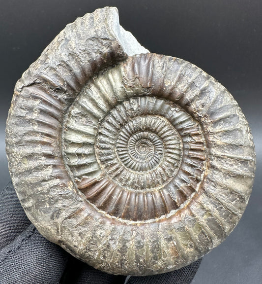 Dactylioceras Ammonite Fossil With Box And Stand - Whitby, North Yorkshire Jurassic Coast Yorkshire Fossils