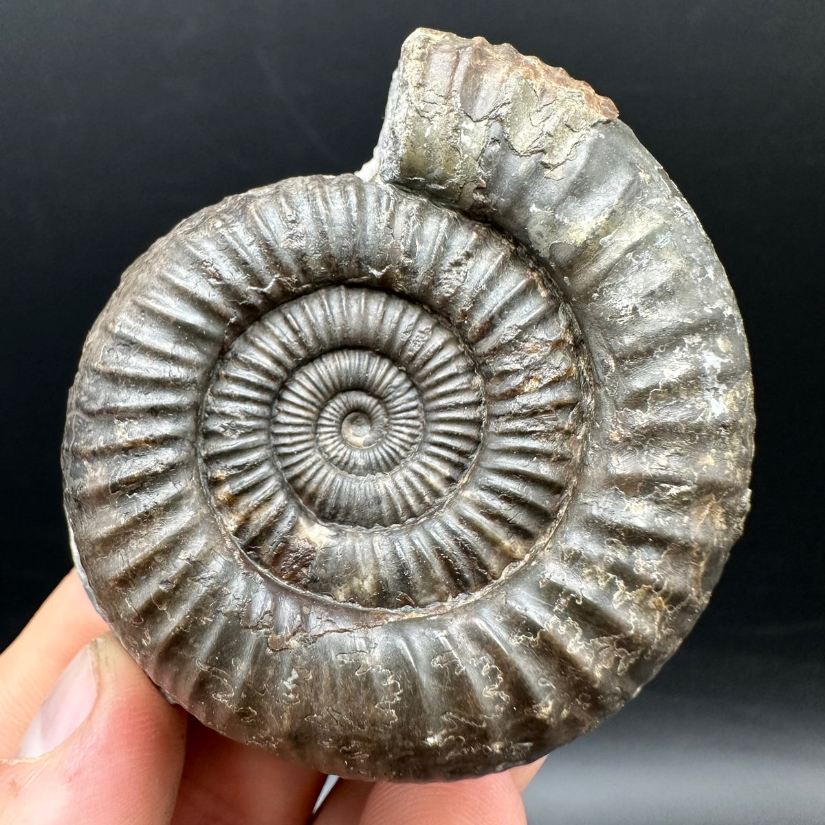 Dactylioceras Ammonite Fossil With box and Stand - Whitby, North Yorkshire Jurassic Coast Yorkshire Fossils