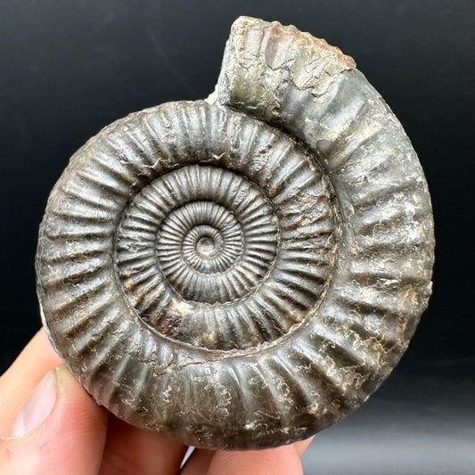 Dactylioceras Ammonite Fossil With box and Stand - Whitby, North Yorkshire Jurassic Coast Yorkshire Fossils