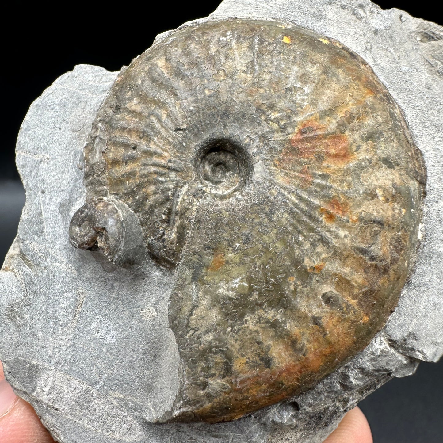 Pseudolioceras boulbiense ammonite fossil with box and dtand - Whitby, North Yorkshire Jurassic Coast, Yorkshire fossils