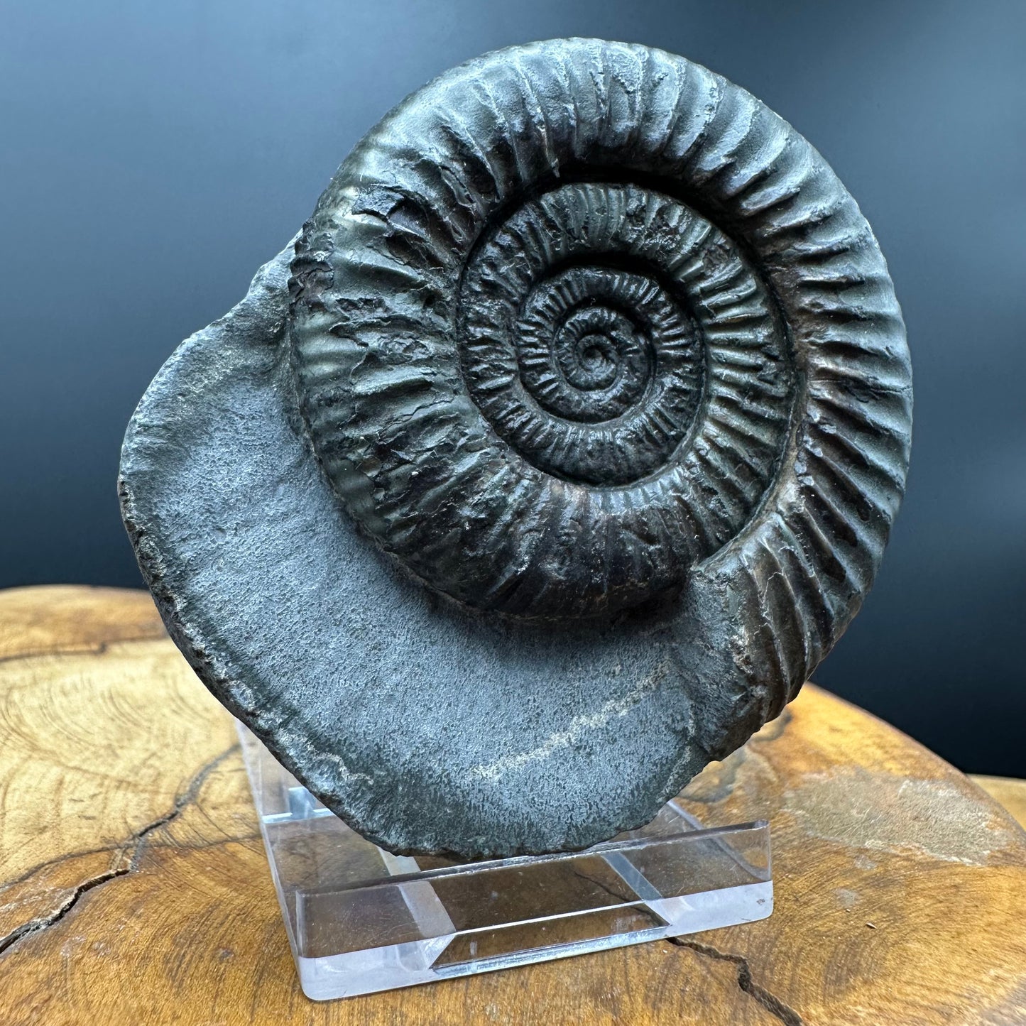Dactylioceras Ammonite Fossil With box and Stand - Whitby, North Yorkshire Jurassic Coast Yorkshire Fossils