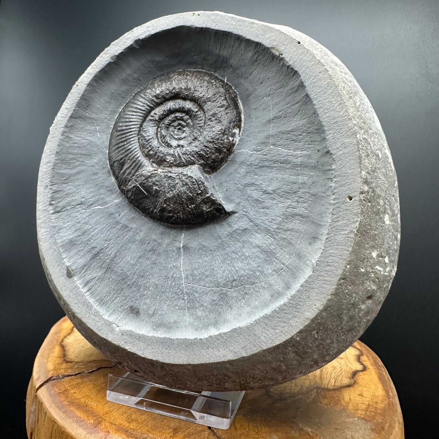 Dactylioceras semicelatum Ammonite Fossil With Stand- Whitby, North Yorkshire Jurassic Coast Yorkshire Fossils