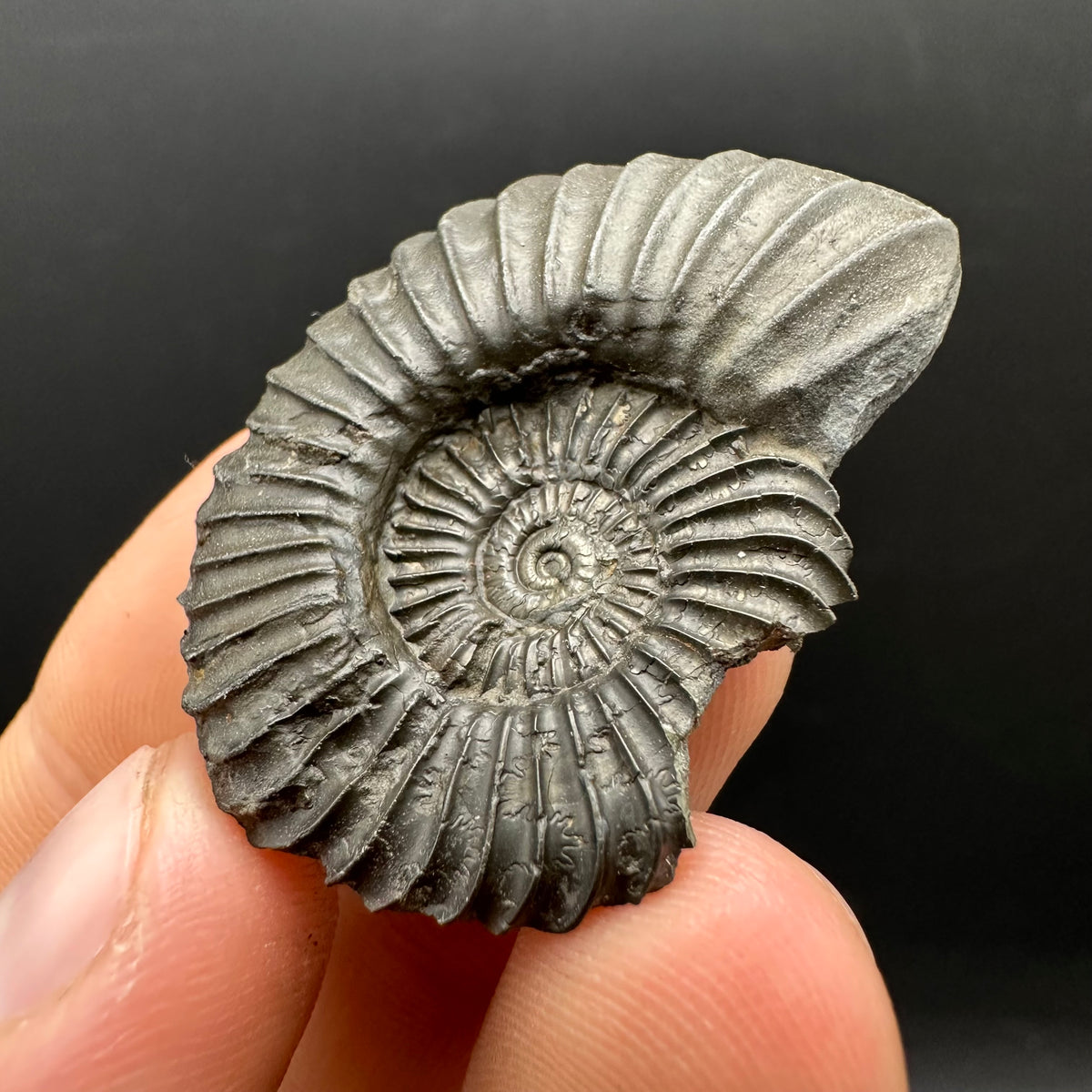 Schlothemia sp. ammonite fossil with box and stand - Whitby, North Yorkshire Jurassic Coast, Yorkshire fossils
