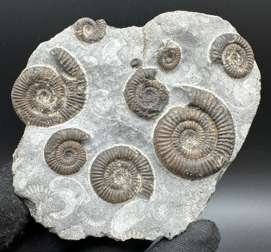 Gracile Multi-block Ammonite Fossil With Box And Stand - Whitby, North Yorkshire Jurassic Coast Yorkshire Fossils